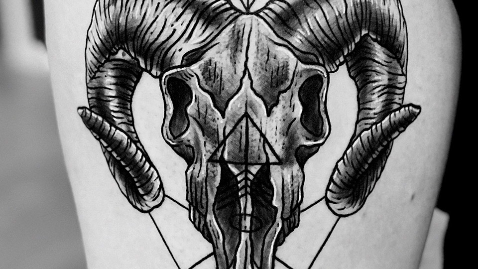 Animal Skull